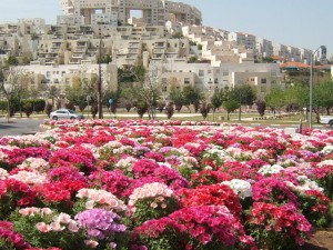Israel, o país das flores - Flores e Flores