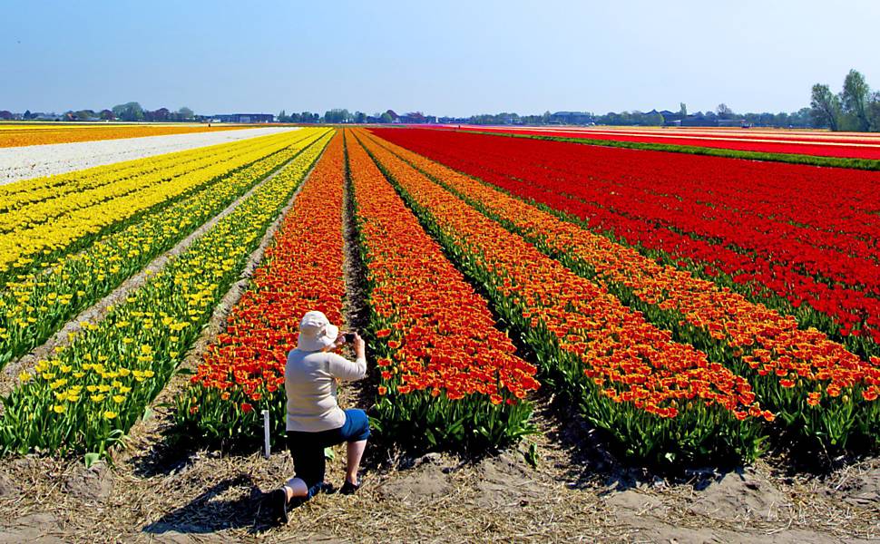 Campos de Flores na Holanda | Flores e Flores