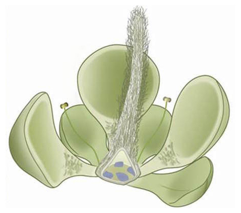 euanthus-flower