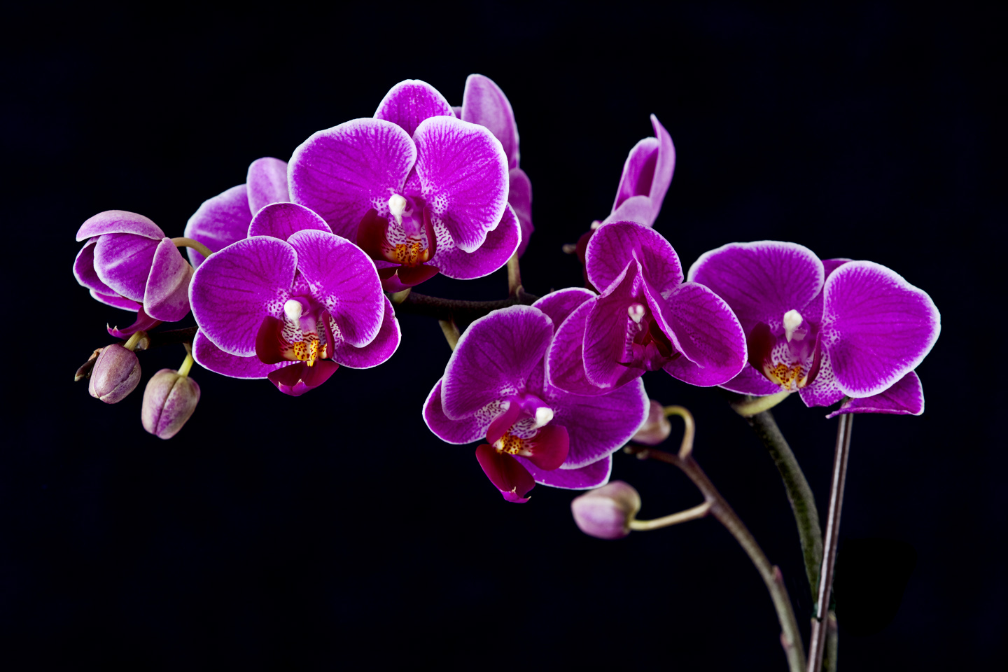 orchid orquidea