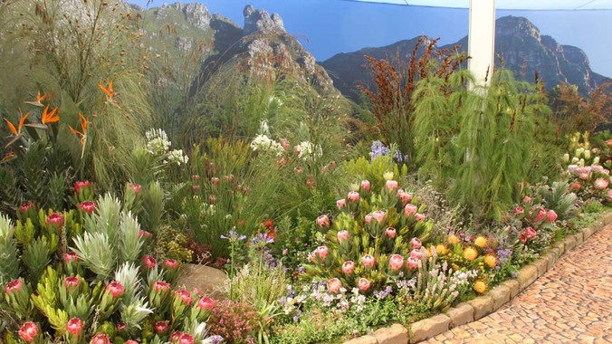 Kirstenbosch-Botanical-Gardens