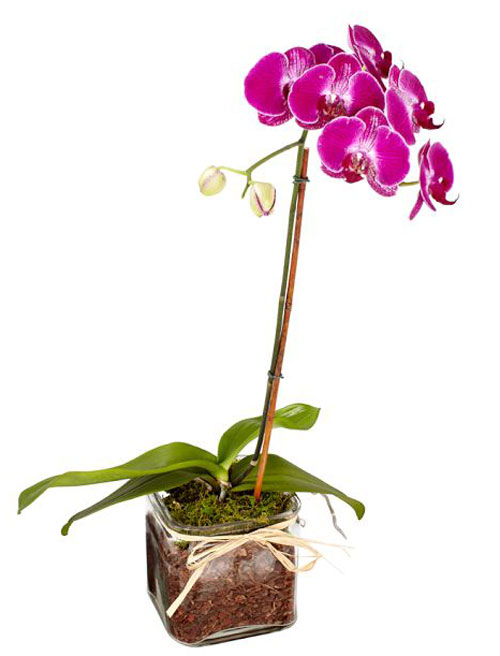 fabfind-pink-orchid