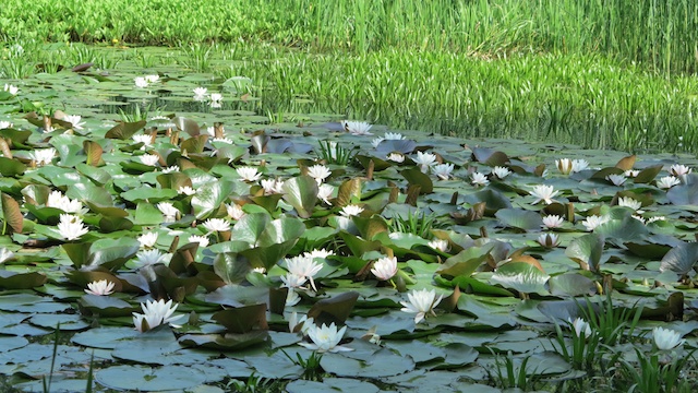 Krakow-Botanic-Gardens-Pond