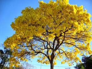 ipê-amarelo-árvores-no-quintal-de-casa-flores-e-flores
