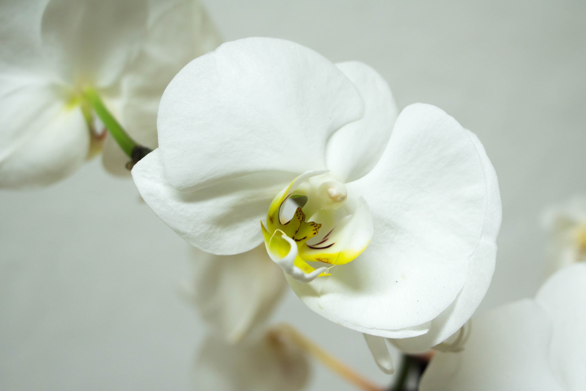 O encanto das orquídeas