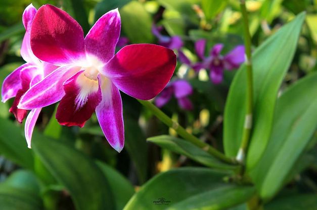 img-5 dicas para cuidar das suas orquídeas