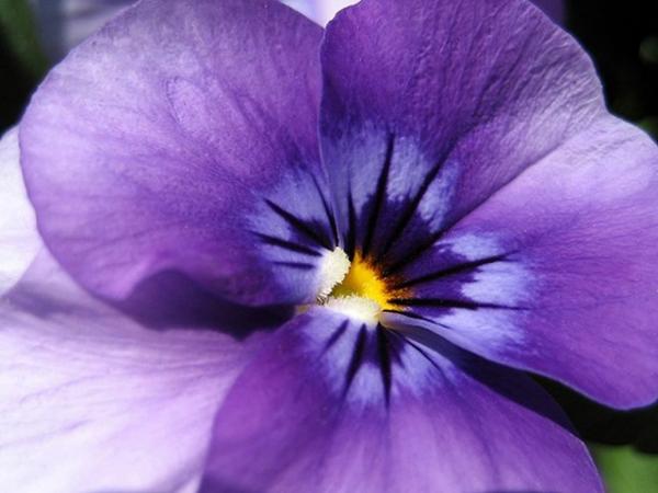 Você já conhece a lenda da violeta? - Flores e Flores